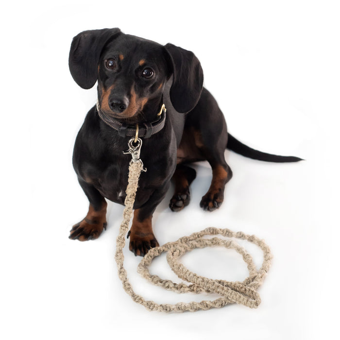 Braided Hemp Dog Leash from Nepal