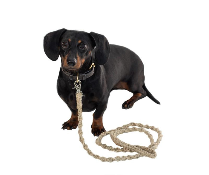 Braided Hemp Dog Leash from Nepal